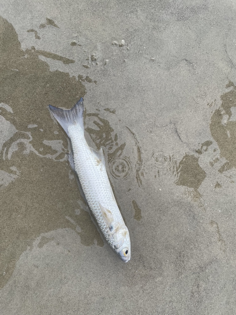 Cananéia Mullet
