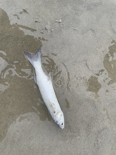 Cananéia Mullet