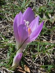 Colchicum lusitanum