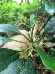 Eumachia collina