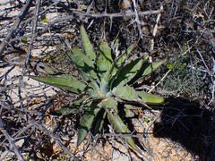 Agave sobria