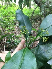 Eumachia collina