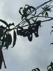 Rothschildia renatae