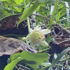Passiflora adenopoda