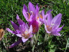 Colchicum lusitanum