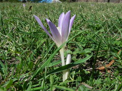 Colchicum lusitanum