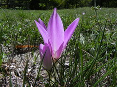 Colchicum lusitanum