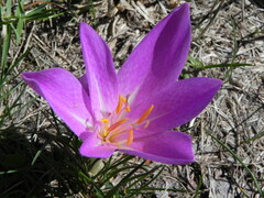 Colchicum lusitanum