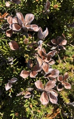 Orites revolutus
