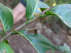 Halysidota cinctipes