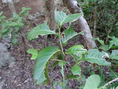 Halysidota cinctipes