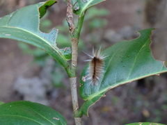Halysidota cinctipes
