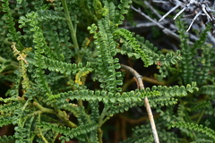 Adesmia boronioides