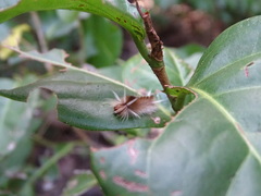 Halysidota cinctipes