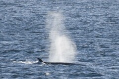 Balaenoptera borealis