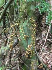 Ficus racemigera