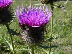 Cirsium morisianum