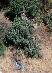 Buddleja cordata