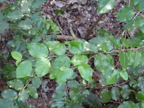 Image of Krugiodendron ferreum by no rights reserved