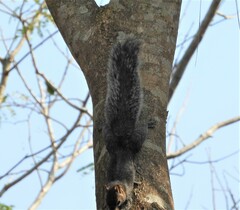 Sciurus colliaei