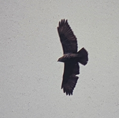 Buteo oreophilus