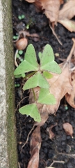 Oxalis latifolia