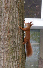 Sciurus vulgaris