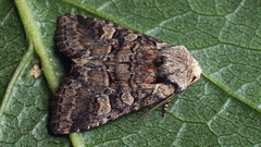 Brachylomia viminalis