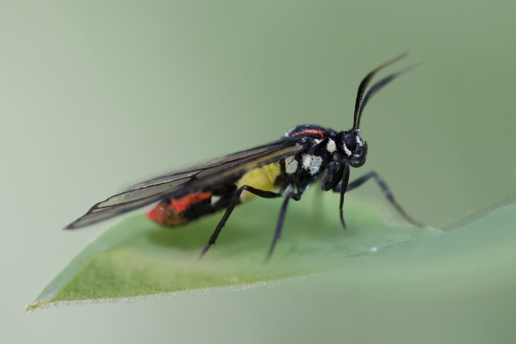 Argyroeides braco