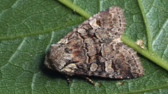 Brachylomia viminalis