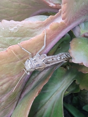 Schistocerca gregaria