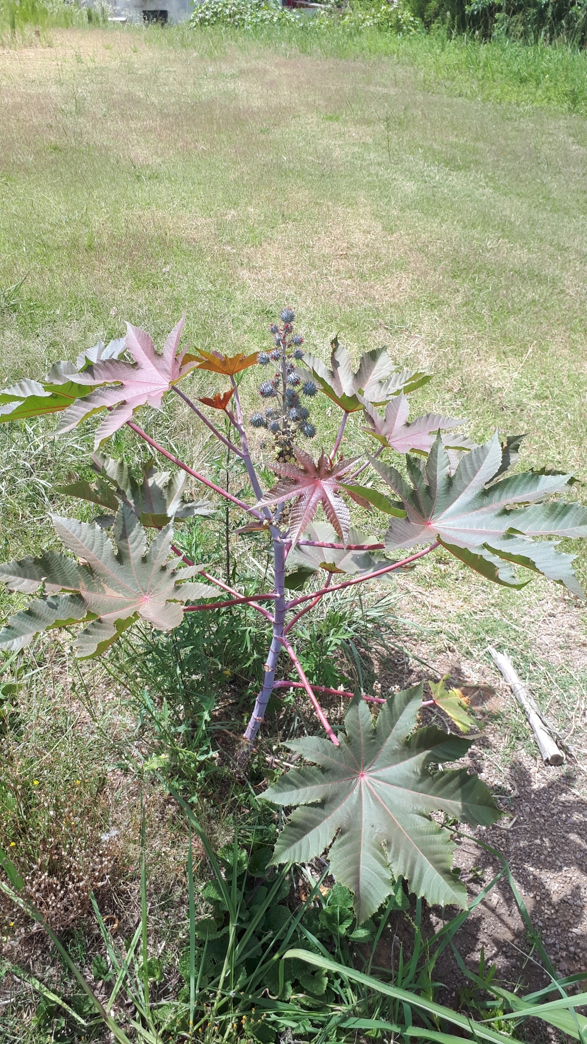 Ricinus communis