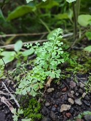 Anogramma leptophylla image