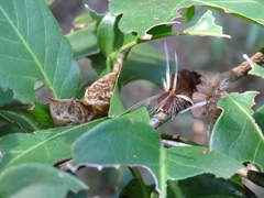 Halysidota cinctipes