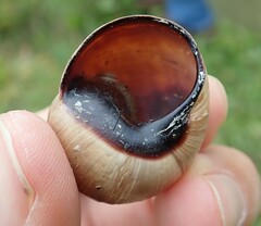 Helix melanostoma
