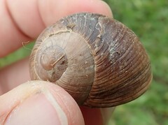 Helix melanostoma
