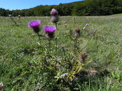 Cirsium morisianum