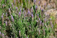 Lavandula dentata