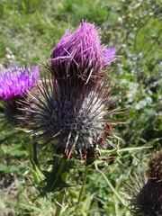 Cirsium morisianum