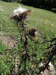 Cirsium morisianum