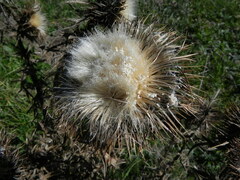 Cirsium morisianum