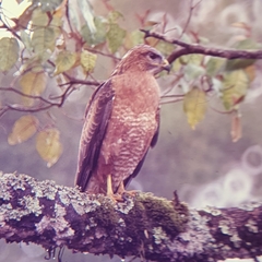 Buteo buteo vulpinus