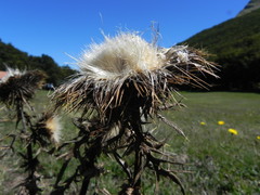 Cirsium morisianum