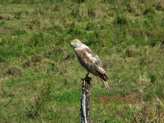 Accipiter rufitorques