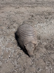 Chaetophractus villosus