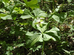 Trillium