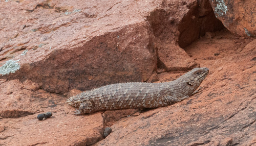 Egernia stokesii