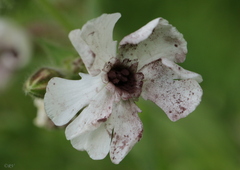 Microbotryum lychnidis-dioicae