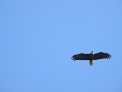 Haliaeetus leucocephalus