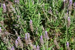 Lavandula dentata